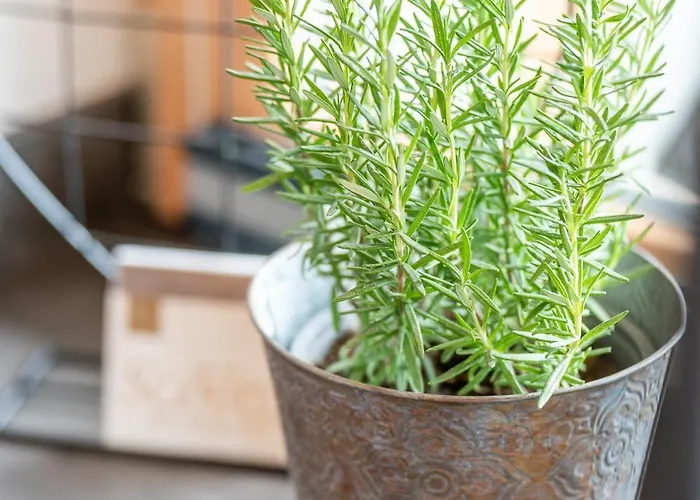 아파트 Hoamat Leben 레오강